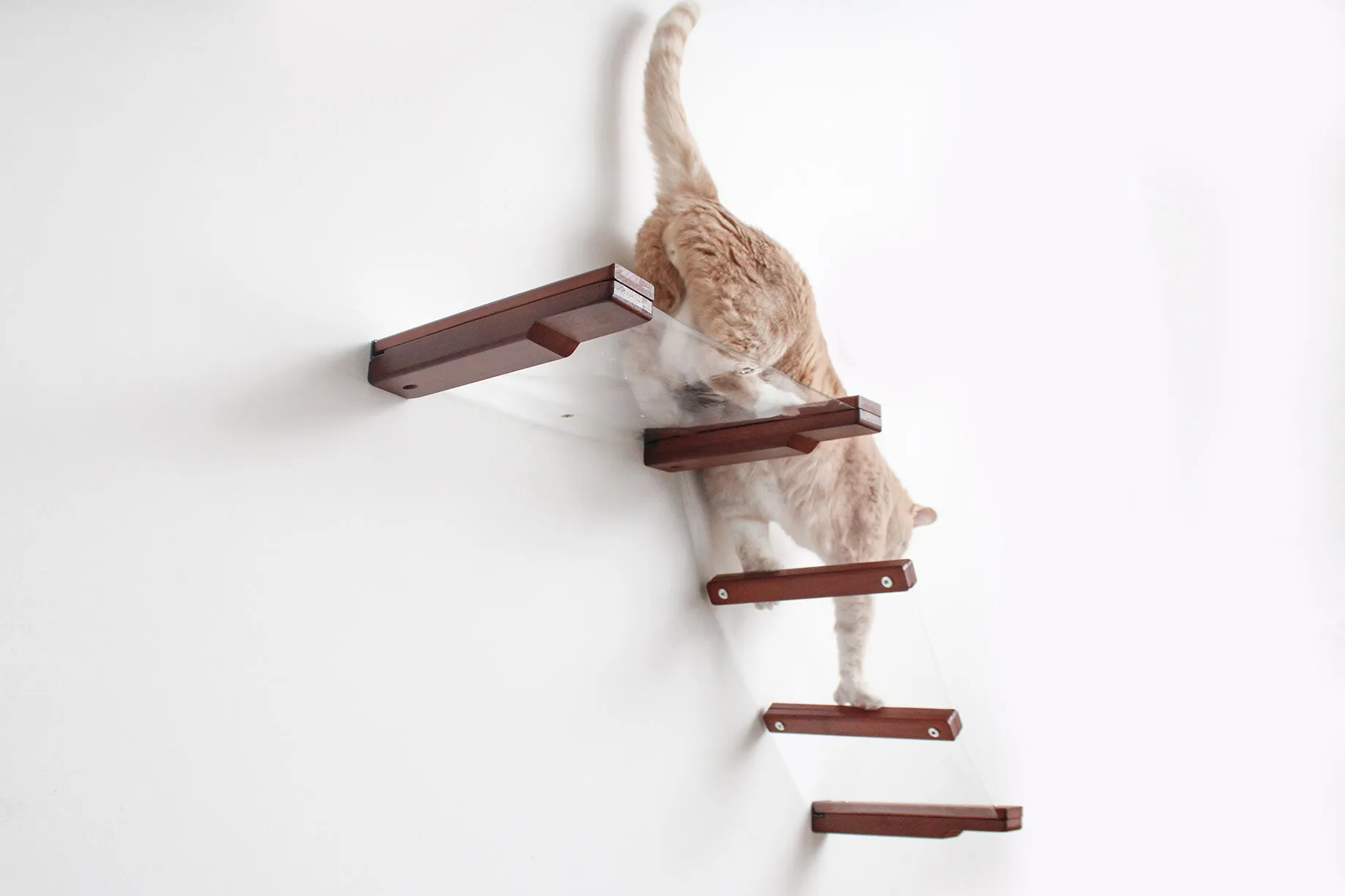 Invisible Lift: Cat Wall Ramp with Hammock Bed