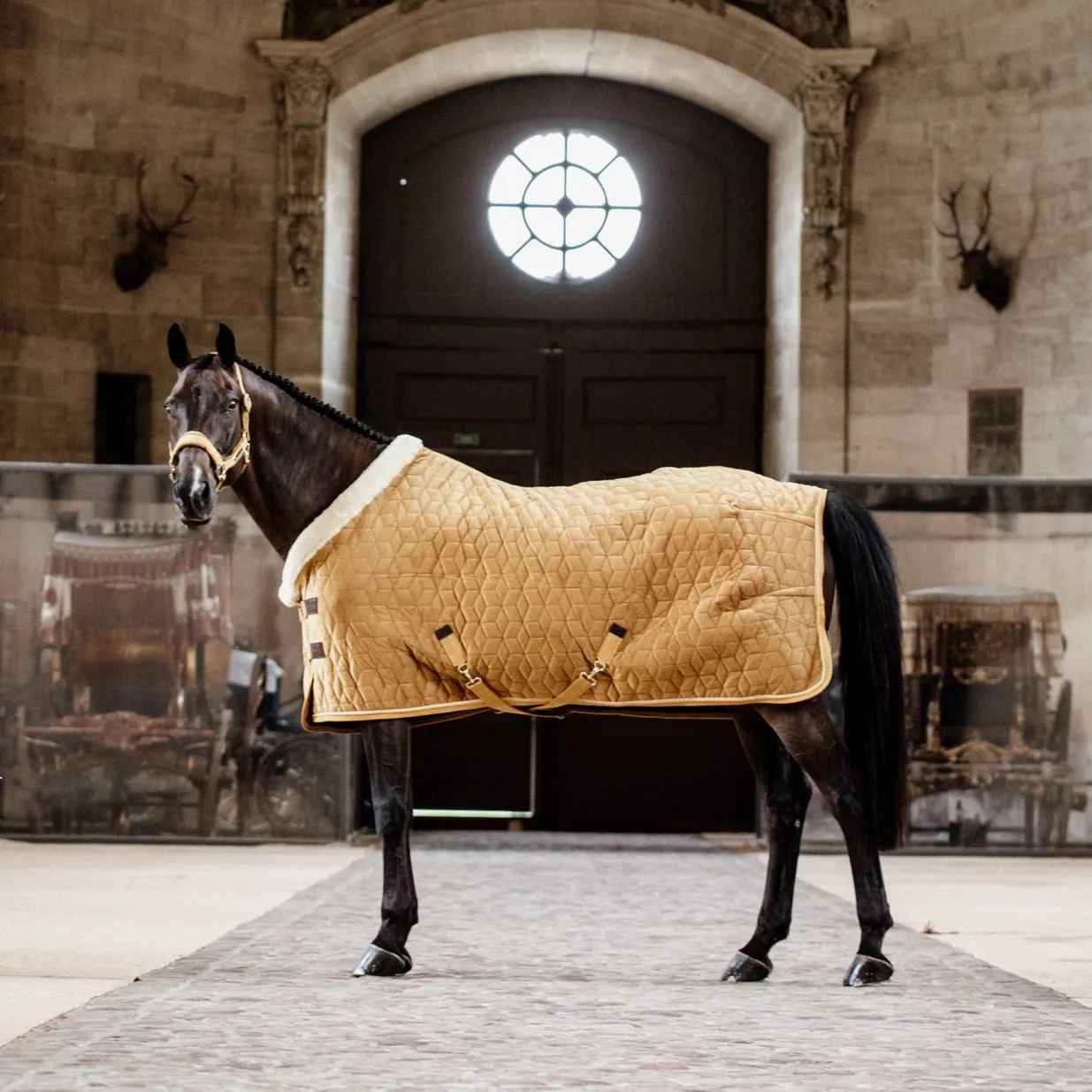 Show Rug Velvet Mustard Limited Edition